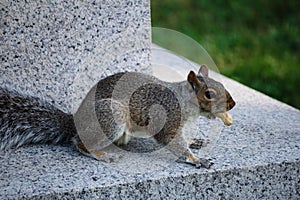 Closeup shot of a brown squirrel eating. nut on a stone surfce