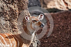 Closeup shot of brown western sitatunga in a zoo