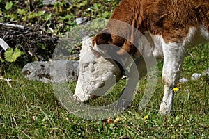 Closeup shot of a brown and white cow grazing in the field