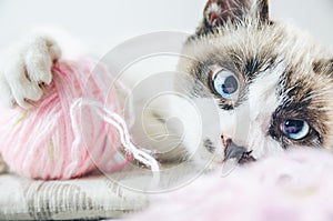 Closeup shot of the brown and white face of a cute blue-eyed cat