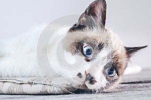 Closeup shot of the brown and white face of a cute blue-eyed cat lying on a textile