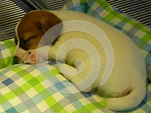Closeup shot of a brown and white sleeping puppy on the blanket