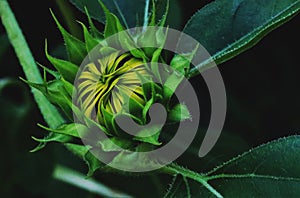 Closeup shot of a bud of Sunflower growing in the field amid big green leaves