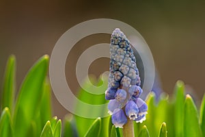Closeup shot of buds and first blossoms of a blue hyacinth with green leaves