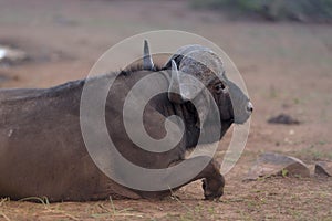 Closeup shot of a buffalo laying on the ground