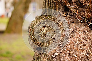 Closeup shot of a bulge on a tree trunk against a blurry background