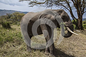 Closeup shot of bull Elephant at Ngorongoro national park