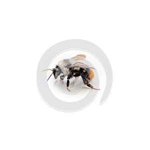 closeup shot of a bumblebee isolated on a white background