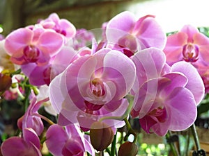 Closeup shot of a bunch of beautiful pink orchids