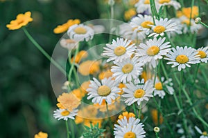 Closeup shot of a bunch of daisies in a green field