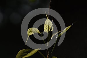 Closeup shot of a bunch of leaves on a black background