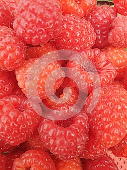 Closeup shot of a bunch of ripe fresh raspberries (Rubus idaeus)