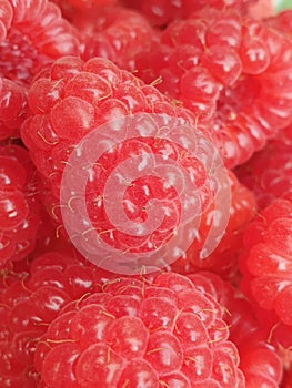 Closeup shot of a bunch of ripe fresh raspberries (Rubus idaeus)