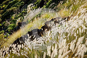 Closeup shot of bunchgrass growing on a hill