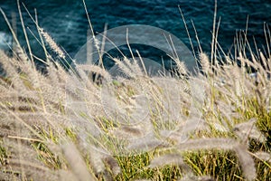 Closeup shot of bunchgrass growing on the shore