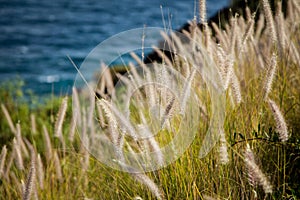 Closeup shot of bunchgrass growing on the shore