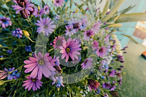 Closeup shot of a bush of beautiful pink African daisies on blurred background