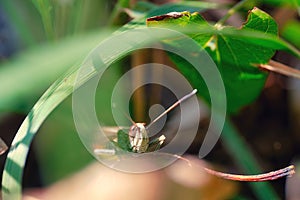 Closeup shot of a bush cricket (Tettigoniidae) in a nice garden