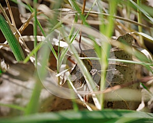 Closeup shot of a bush cricket (Tettigoniidae) in a nice garden