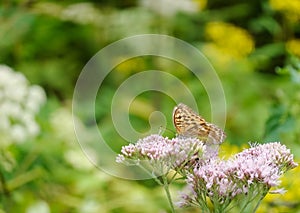 Closeup shot of a butterfly on purple boneset flowers in the garden