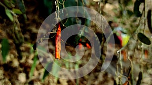 Closeup Shot Of Cadaba Indica Medicinal Plants Fruits
