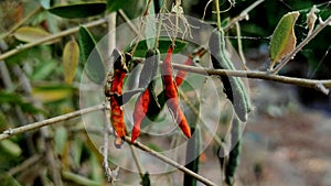 Closeup Shot Of Cadaba Indica Medicinal Plants Fruits