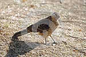 Closeup shot of a calidrid