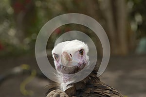 Closeup shot of California condor head with the blurred background