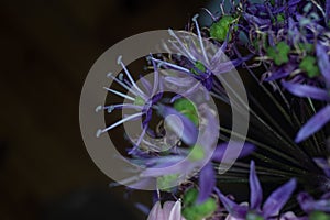 Closeup shot of camash flowers with a blurred background