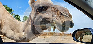 Closeup shot of a camel leaning on the window of a car