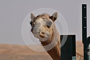 Closeup shot of camel& x27;s head.A view from Abu Dhabi desert