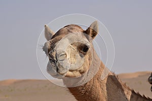 Closeup shot of camel& x27;s head.A view from Abu Dhabi desert