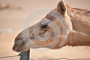 Closeup shot of camel& x27;s head.A view from Abu Dhabi desert