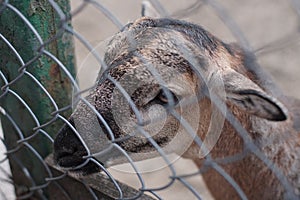 Closeup shot of cameroon lamb behind metal fence looking away on sunny day