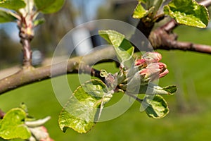 A closeup shot capturing the beauty of a flower bud on a tree branch