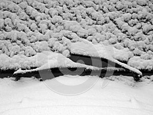 Closeup shot of car windshields covered in snow