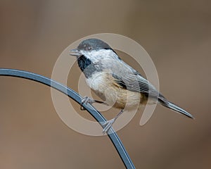 Closeup shot of a Carolina chickadee bird perched on metal rails