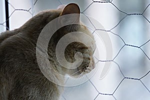 Closeup shot of a cat behind a chain link fence