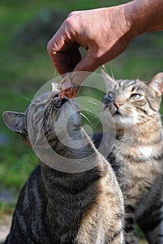 Closeup shot of a cat being tempted by a piece of meat and another cat watching from behind in park