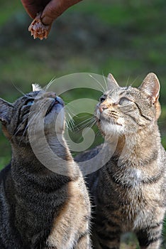 Closeup shot of a cat being tempted by a piece of meat in park and another cat watching from behind