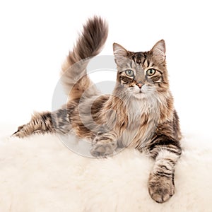 Closeup shot of a cat lying on a white fluffy texture isolated on a white background
