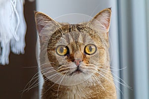 Closeup shot of a cat's face with focus looking against blur background