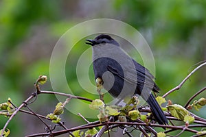 Closeup shot of a cat thrush on a tree during the day