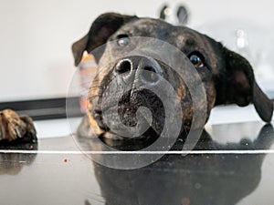 Closeup shot of Catahoula leopard dog looking over a table