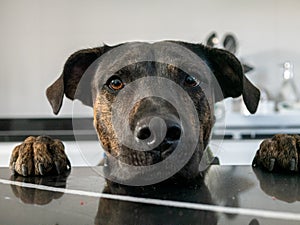 Closeup shot of Catahoula leopard dog looking over a table