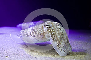 Closeup shot of a cattle fish in the bottom of the sea on an indigo light in the background