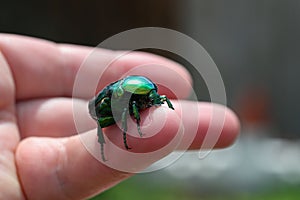 Closeup shot of Cetonia Aurata on hand