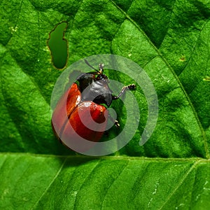 Closeup shot of a charidotella perched on the green leaf