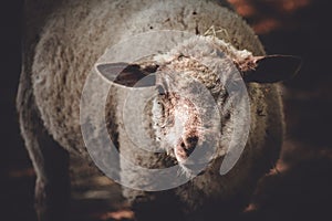 Closeup shot of a Charollais sheep in the farm with vignetting effect