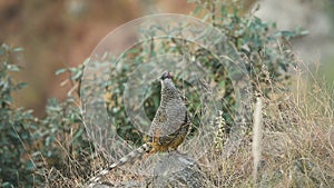 Closeup shot of cheer pheasant or Catreus wallichii or Wallich`s pheasant on big rock with wingspan calling flapping wings in